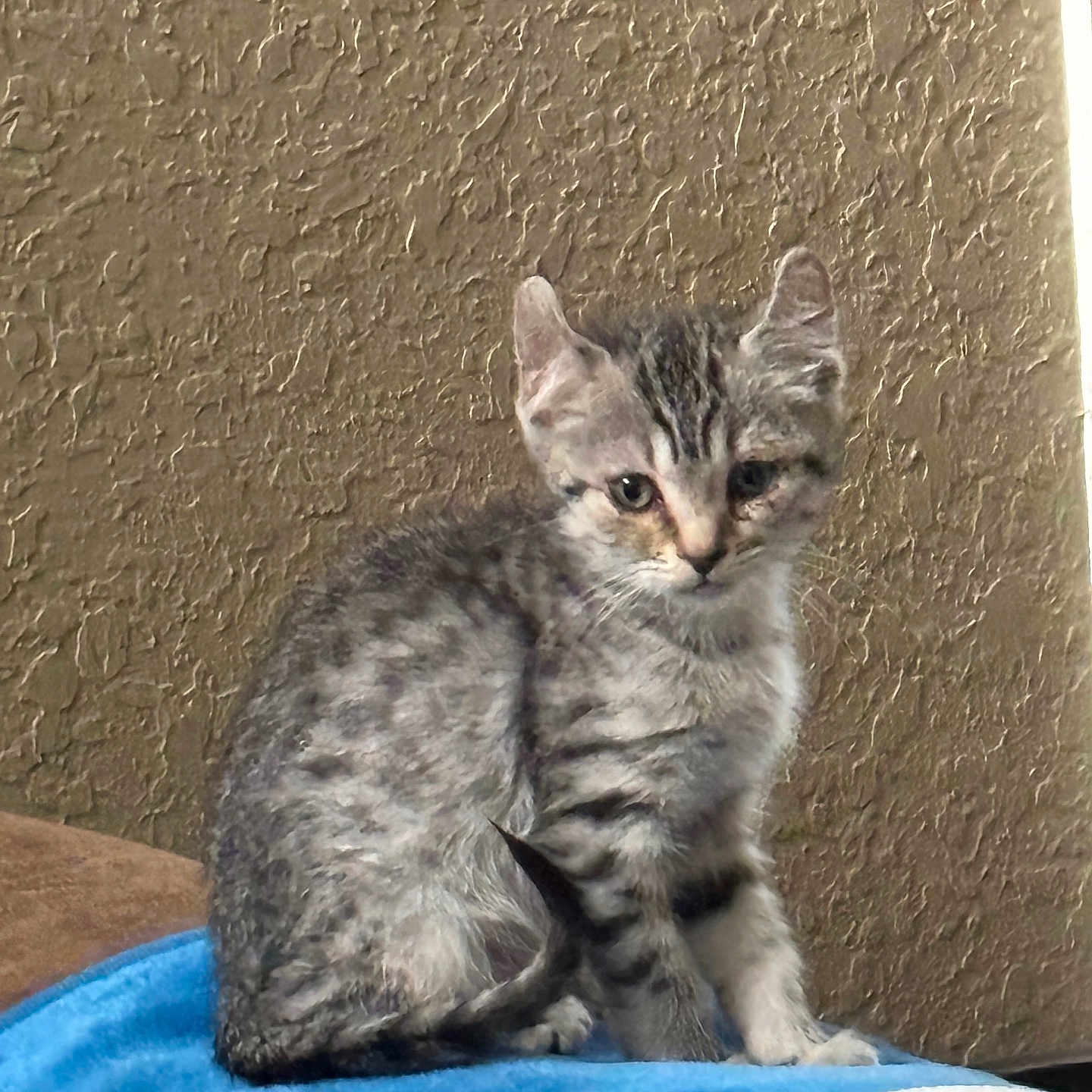 Cat Sajak joined the competition — help win amazing prizes! animal, blue_blanket, cat, curious, cute, ears, feline, fur, gray_tabby, indoor, kitten, looking, pet, sitting, small, soft, tail, texture_wall, whiskers, young