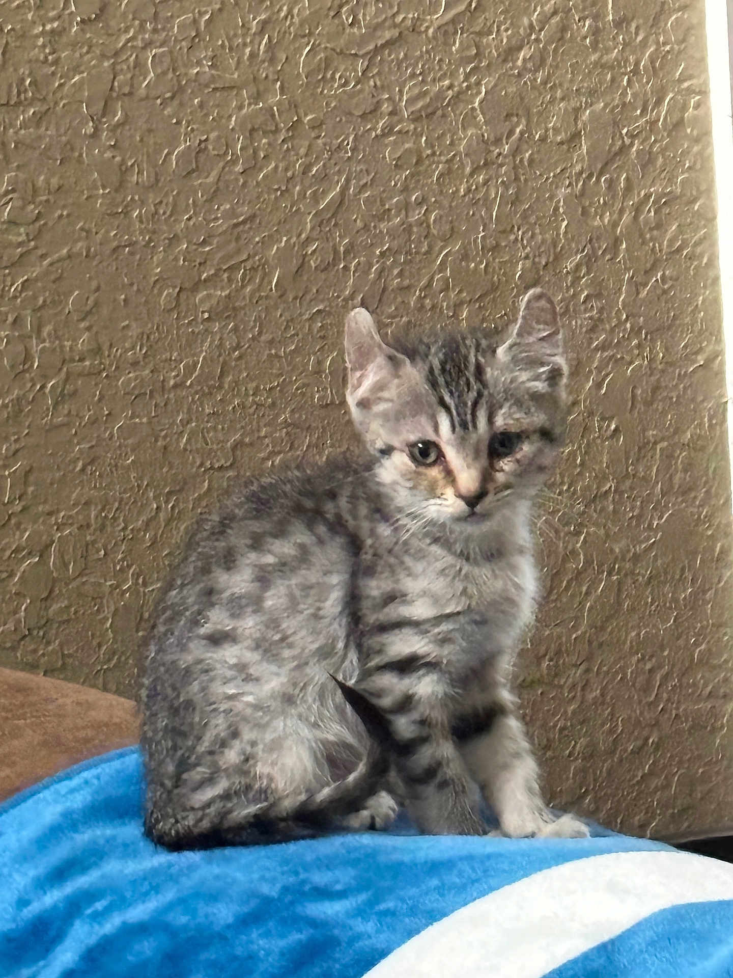 Cat Sajak joined the competition — help win amazing prizes! animal, blue_blanket, cat, curious, cute, ears, feline, fur, gray_tabby, indoor, kitten, looking, pet, sitting, small, soft, tail, texture_wall, whiskers, young