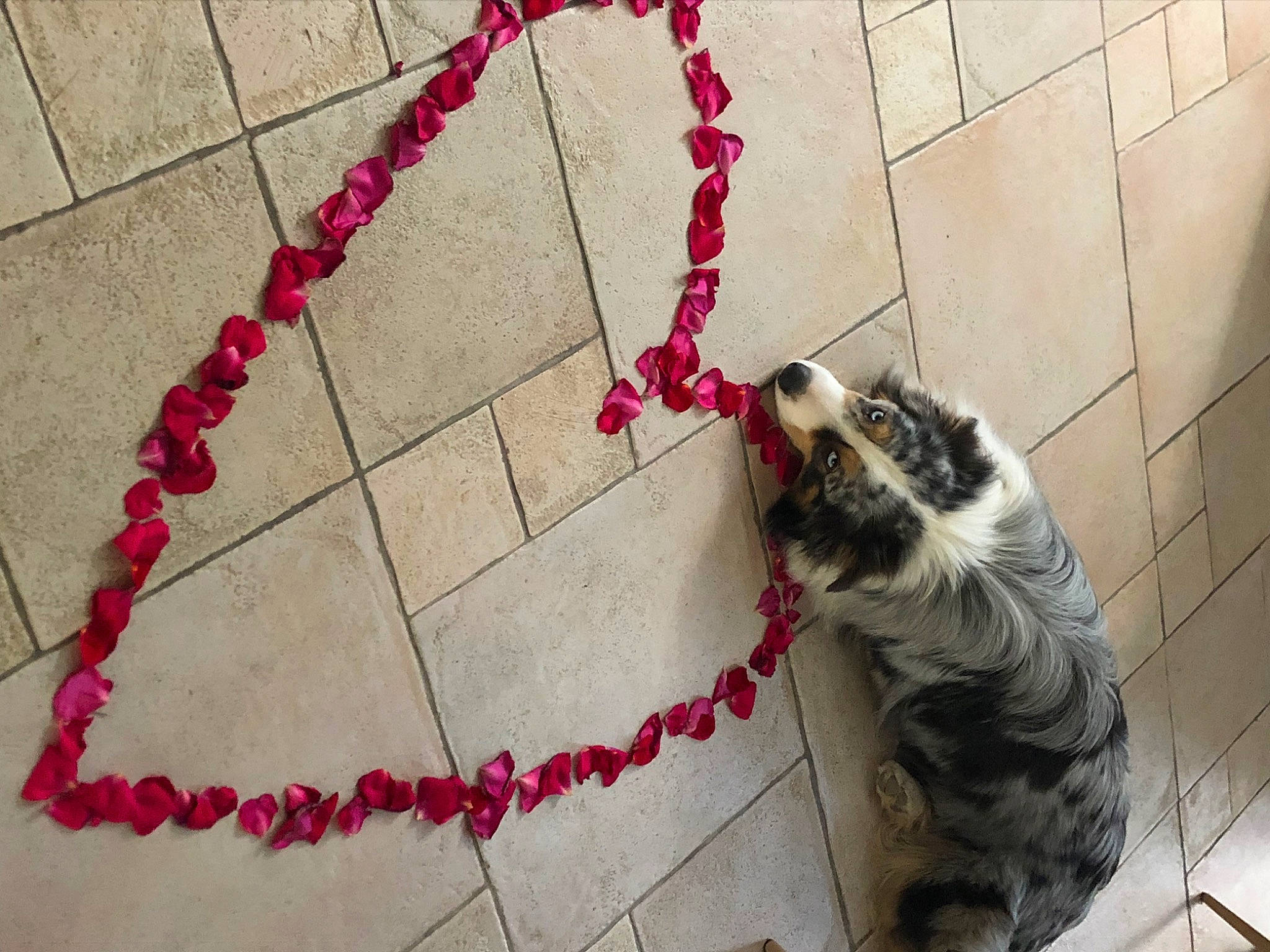 Gabin participe au concours pour gagner de l'argent avec cette photo : carnivore, cat, collar, companion_dog, dog_breed, fashion_accessory, fawn, felidae, flooring, fur, leash, pattern, pet_supply, sidewalk, small_to_medium_sized_cats, snout, sporting_group, tail, twig, whiskers