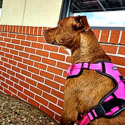 Khaleesi joined the competition — help win amazing prizes! dog, brown_dog, pet, harness, pink_harness, animal, canine, portrait, profile, outdoors, brick_wall, window, building, sidewalk, standing, short_hair, floppy_ears, collar, looking_away, bright_colors