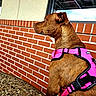 dog, brown_dog, pet, harness, pink_harness, animal, canine, portrait, profile, outdoors, brick_wall, window, building, sidewalk, standing, short_hair, floppy_ears, collar, looking_away, bright_colors