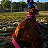 Khaleesi is registered to the contest to win money with this photo: dog, brown_dog, pet, animal, pink_harness, leash, outdoor, park, picnic_blanket, grass, tennis_courts, fence, trees, sunlight, sitting, side_profile, tongue_out, people, recreation, summer