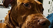 Khaleesi joined the competition — help win amazing prizes! dog, brown_dog, white_chest, closeup, portrait, pet, canine, floppy_ears, large_nose, dark_eyes, short_fur, collar, sitting, indoors, living_room, television, blue_blanket, houseplants, cozy, funny_expression