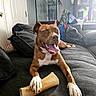 Khaleesi is registered to the contest to win money with this photo: dog, pit_bull, brown_dog, white_chest, white_paws, open_mouth, smiling, happy, sleepy, sitting, lying_down, couch, sofa, chew_bone, pet, indoor, living_room, home, portrait, funny