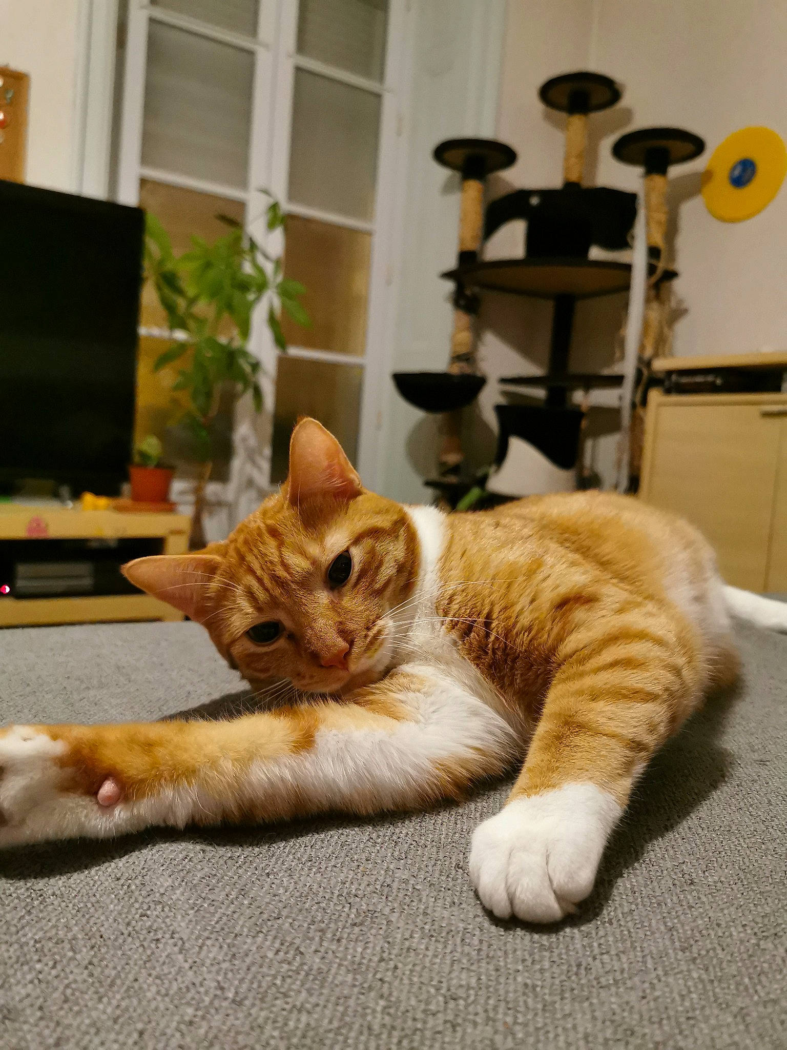 Mallow participe au concours pour gagner de l'argent avec cette photo : aegean_cat, american_shorthair, asian, carnivore, cat, domestic_short_haired_cat, european_shorthair, felidae, floor, fur, kitten, mammal, paw, polydactyl_cat, room, small_to_medium_sized_cats, snapshot, tabby_cat, tail, whiskers