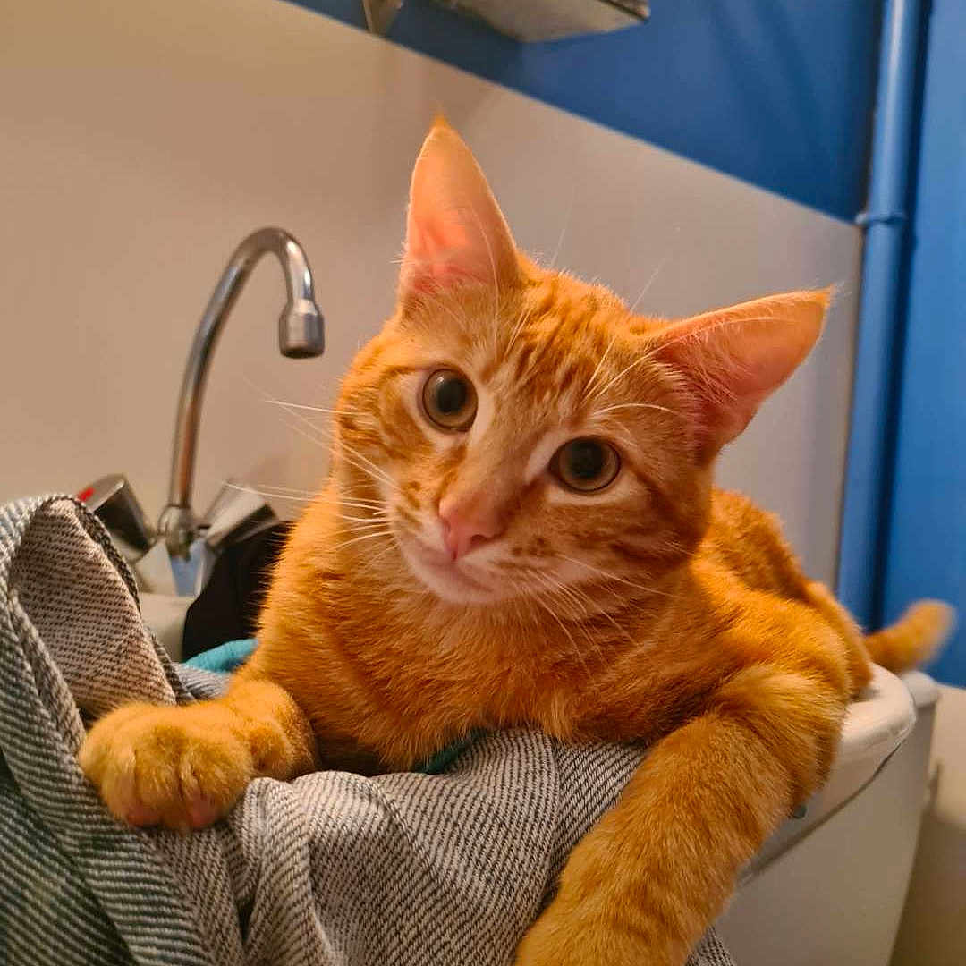 Houtred participe au concours pour gagner de l'argent avec cette photo : animal, bathroom, cat, closeup, curious, cute, domestic, ears, fabric, feline, indoor, orange_fur, orange_tabby, paws, pet, playful, portrait, relaxed, sink, whiskers