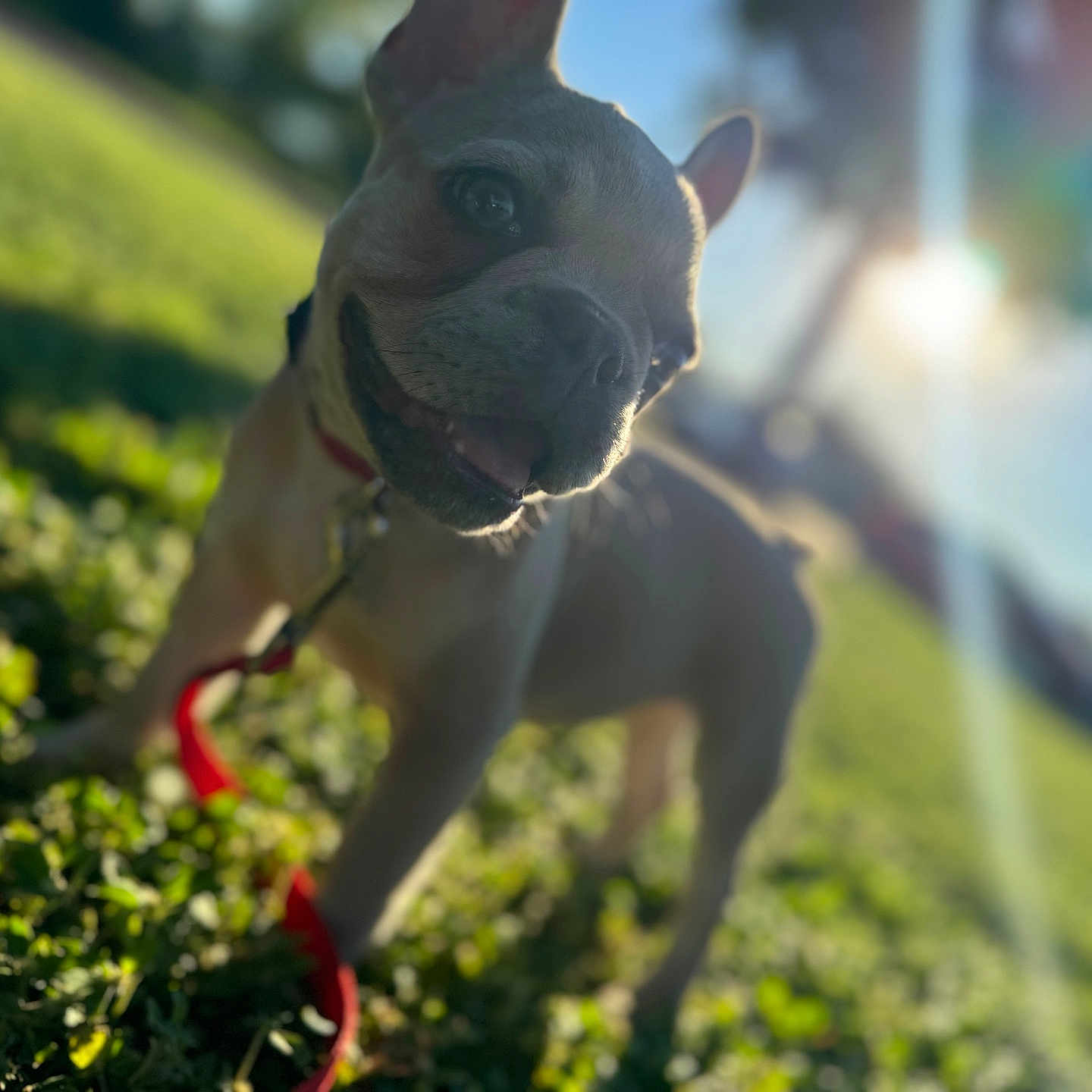 Benji joined the competition — help win amazing prizes! accessories, animal, bulldog, canine, dog, field, frenchbulldog, grass, grassland, lawn, leash, nature, outdoors, pet, pitbull, plant, puppy, sphere, strap, sunlight