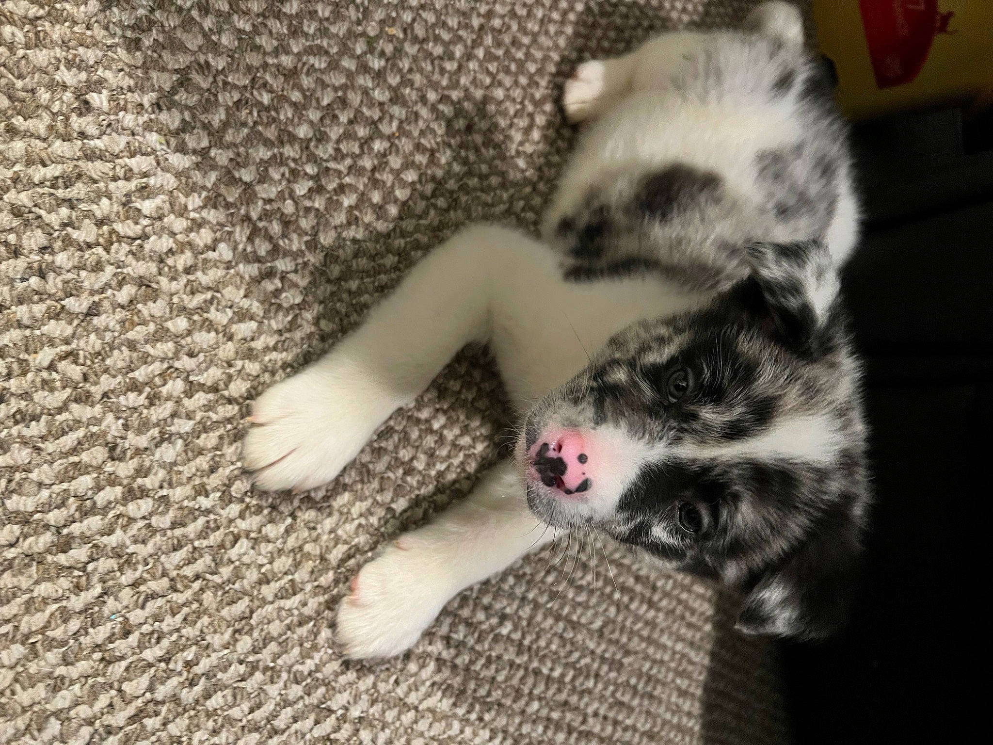 Morty joined the competition — help win amazing prizes! canidae, carnivore, cat, claw, comfort, companion_dog, dog_breed, domestic_short_haired_cat, felidae, flooring, foot, fur, grey, paw, small_to_medium_sized_cats, snout, sporting_group, tail, terrestrial_animal, whiskers