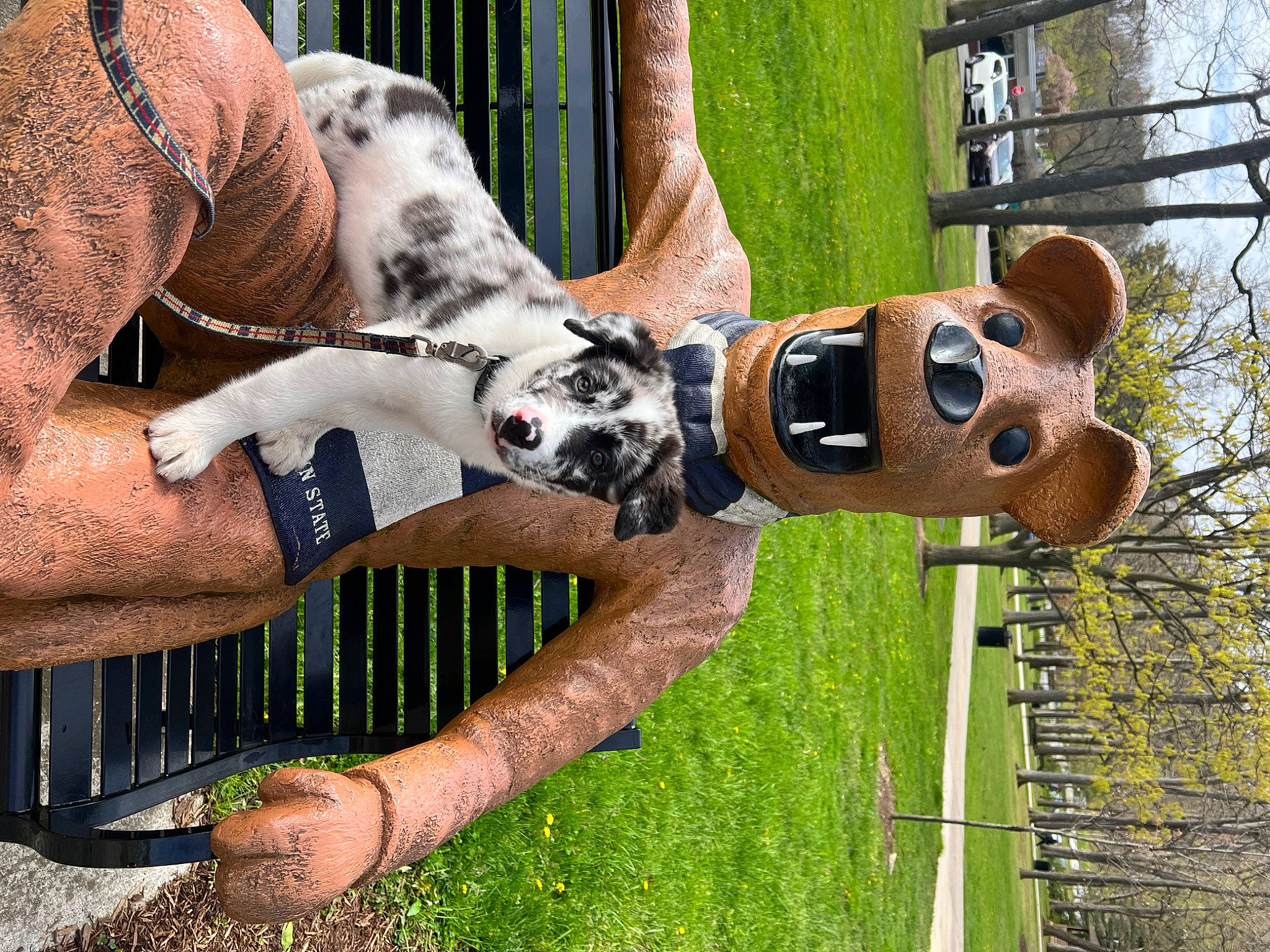 Morty joined the competition — help win amazing prizes! art, canidae, carnivore, collar, companion_dog, dog, dog_breed, dog_collar, dog_supply, fawn, grass, pet_supply, plant, recreation, snout, sporting_group, tree, wood, working_animal, wrist