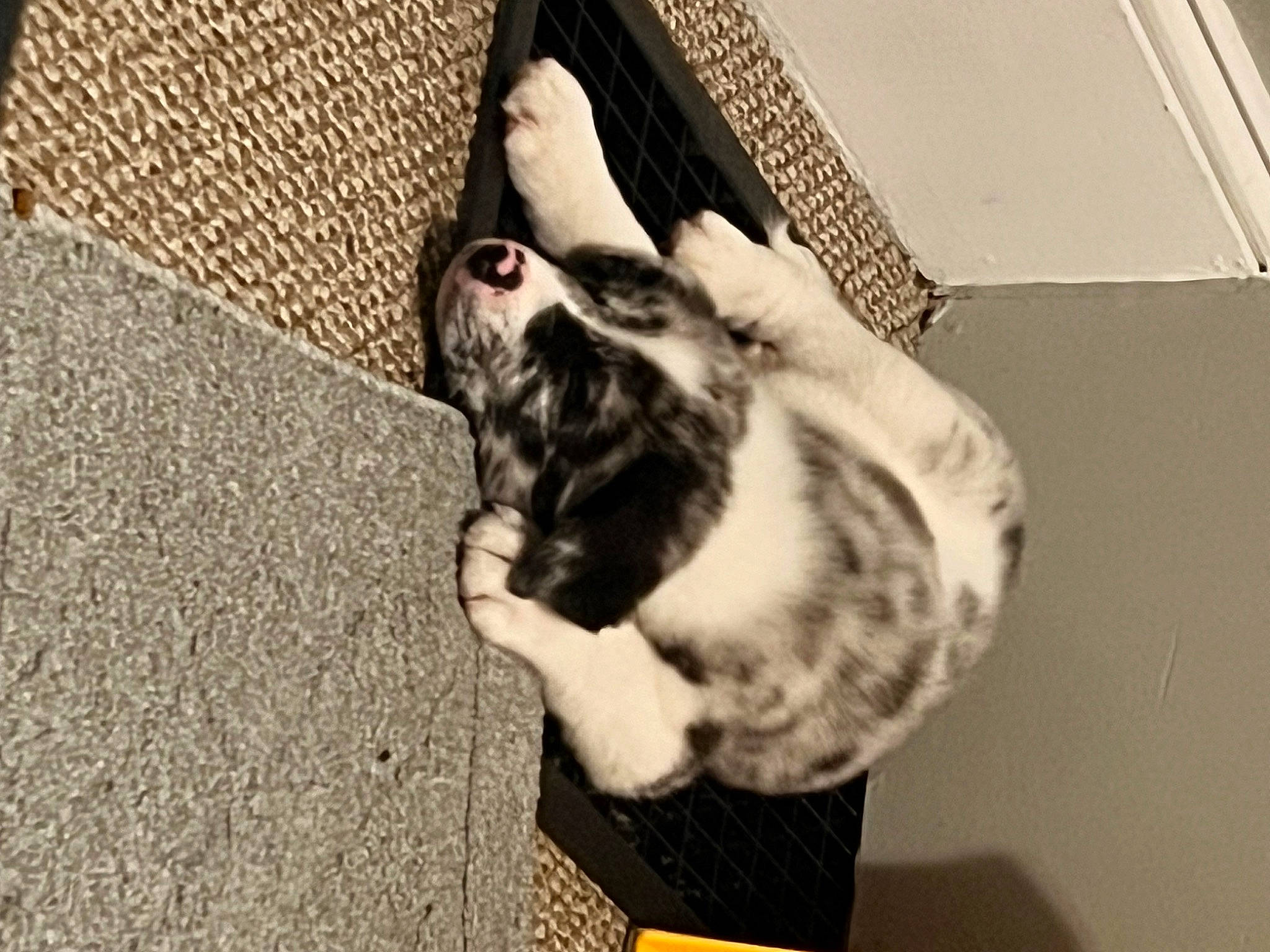 Morty is registered to the contest to win money with this photo: carnivore, cat, comfort, companion_dog, dog_breed, domestic_short_haired_cat, felidae, flooring, foot, fur, gesture, grey, human_leg, nail, small_to_medium_sized_cats, snout, sporting_group, tail, whiskers, wood