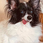 Zues is registered to the contest to win money with this photo: adorable, animal, black, canine, closeup, companion, cozy, cute, dog, ears, fluffy, friendly, fur, indoor, mammal, pet, portrait, relaxed, tongue_out, white