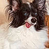 adorable, animal, black, canine, closeup, companion, cozy, cute, dog, ears, fluffy, friendly, fur, indoor, mammal, pet, portrait, relaxed, tongue_out, white
