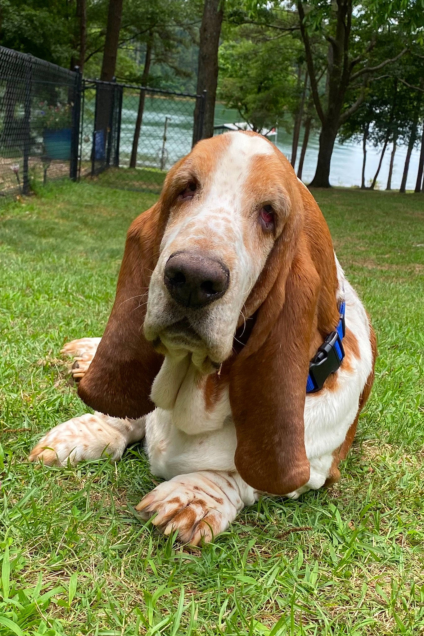 Goliath joined the competition — help win amazing prizes! basset_hound, carnivore, companion_dog, dog, dog_breed, fawn, grass, hound, hunting_dog, liver, plant, snout, sporting_group, terrestrial_animal, toy, tree, working_animal