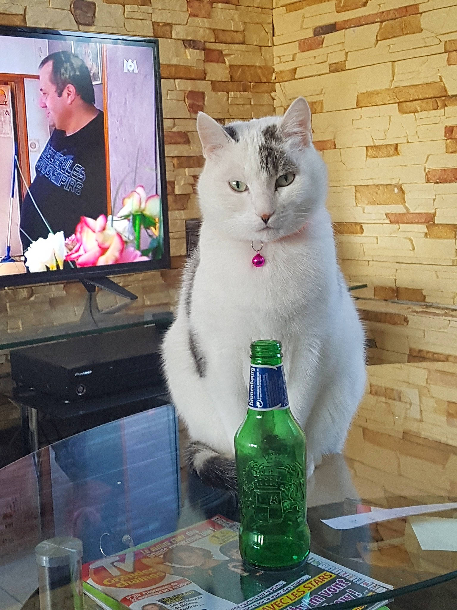 Whisky a rejoint le concours — aidez-le/la à gagner de superbes lots ! beer, bottle, carnivore, cat, distilled_beverage, domestic_short_haired_cat, drink, felidae, liqueur, person, small_to_medium_sized_cats, table, turkish_van, whiskers