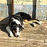 dog, tricolor, wooden_deck, sunlight, relaxed, outdoor, pet, animal, resting, fur, black, white, brown, daylight, shadow, wall, texture, old_paint, calm, nature