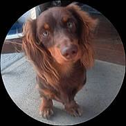 Koko is registered to the contest to win money with this photo: animal, brown, canine, close_up, companion, curious, cute, dog, domestic_animal, ears, floor, fur, long_hair, looking_up, outdoor, paw, pet, portrait, sidewalk, wood