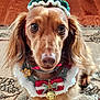 dog, dachshund, pet, holiday, christmas, festive, hat, bells, collar, crocheted, brown_fur, cute, indoor, carpet, flooring, animal, portrait, closeup, sitting, decor