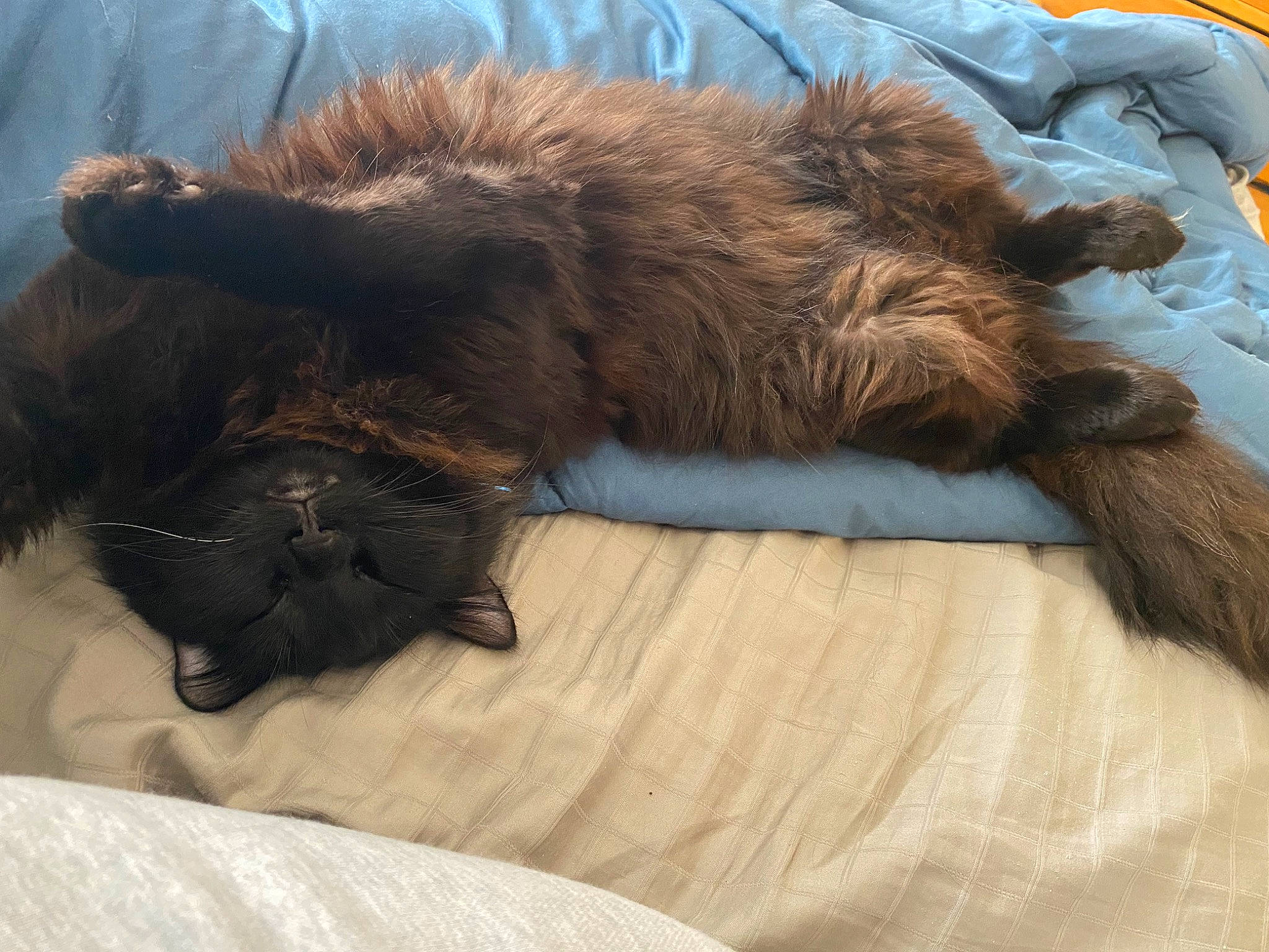 Blacky joined the competition — help win amazing prizes! bed, canidae, carnivore, cat, claw, comfort, companion_dog, dog_breed, felidae, fur, linens, liver, nap, paw, sleep, small_to_medium_sized_cats, sporting_group, tail, terrestrial_animal, whiskers