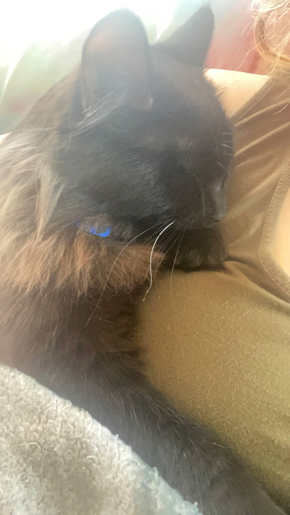 Blacky joined the competition — help win amazing prizes! black_cat, carnivore, cat, cloud, comfort, domestic_short_haired_cat, ear, eye, fawn, felidae, fur, grey, long_hair, paw, small_to_medium_sized_cats, snout, tail, tints_and_shades, vertebrate, whiskers