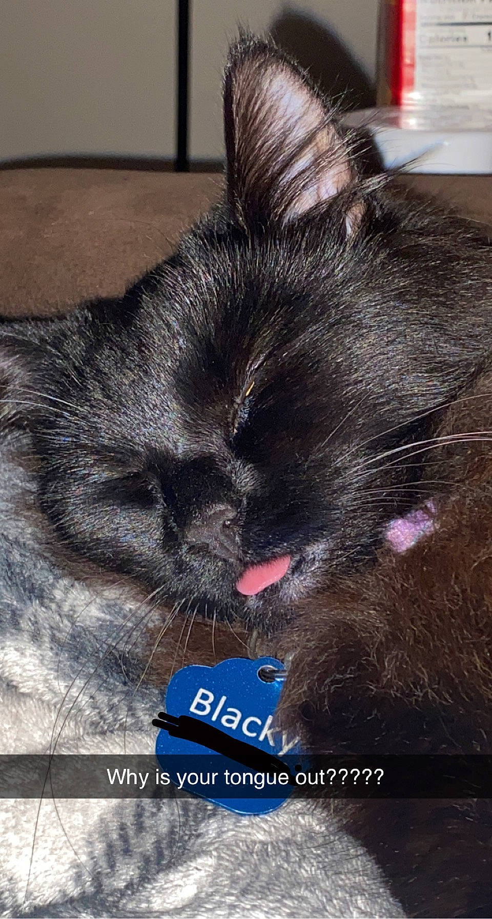 Blacky is registered to the contest to win money with this photo: carnivore, cat, claw, comfort, domestic_short_haired_cat, ear, felidae, font, foot, fur, happy, love, paw, photo_caption, sky, small_to_medium_sized_cats, snout, square, terrestrial_animal, whiskers