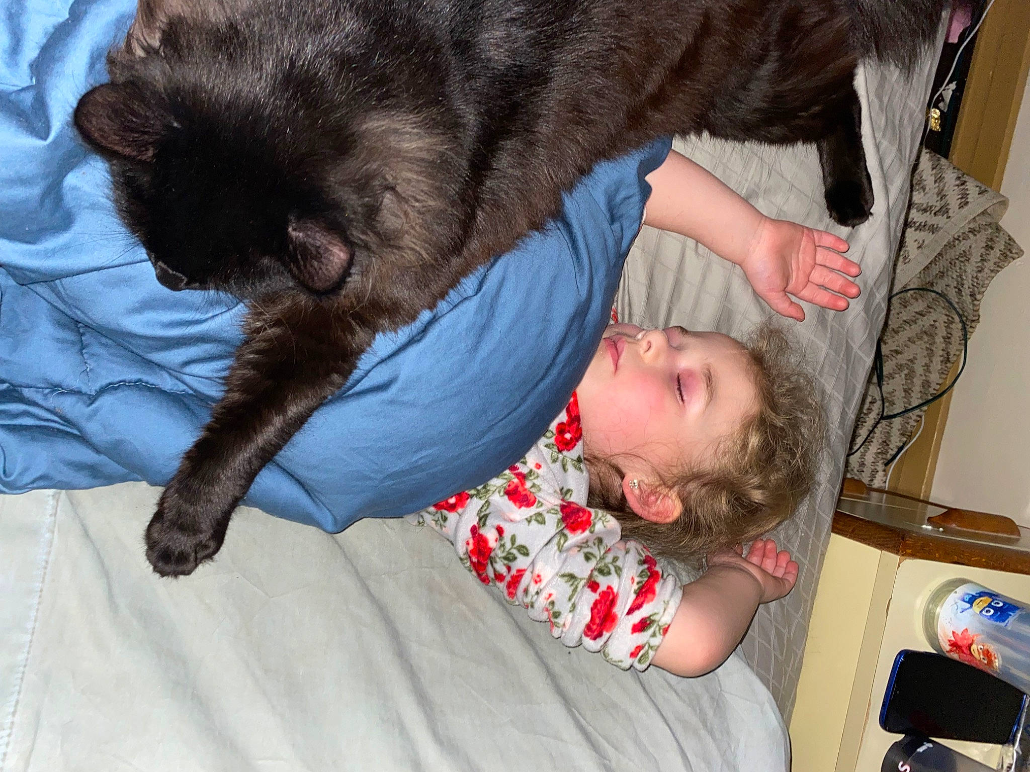 Blacky joined the competition — help win amazing prizes! black_cat, canidae, carnivore, cat, child, claw, comfort, companion_dog, dog_breed, domestic_short_haired_cat, felidae, fur, nap, russian_blue, sleep, small_to_medium_sized_cats, sporting_group, tail, toddler, whiskers