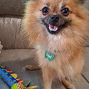 Tripod joined the competition — help win amazing prizes! animal, canine, collar, colorful, companion, couch, cute, dog, fluffy, fur, happy, indoor, living_room, pet, playful, pomeranian, small_dog, smiling, tag, toy