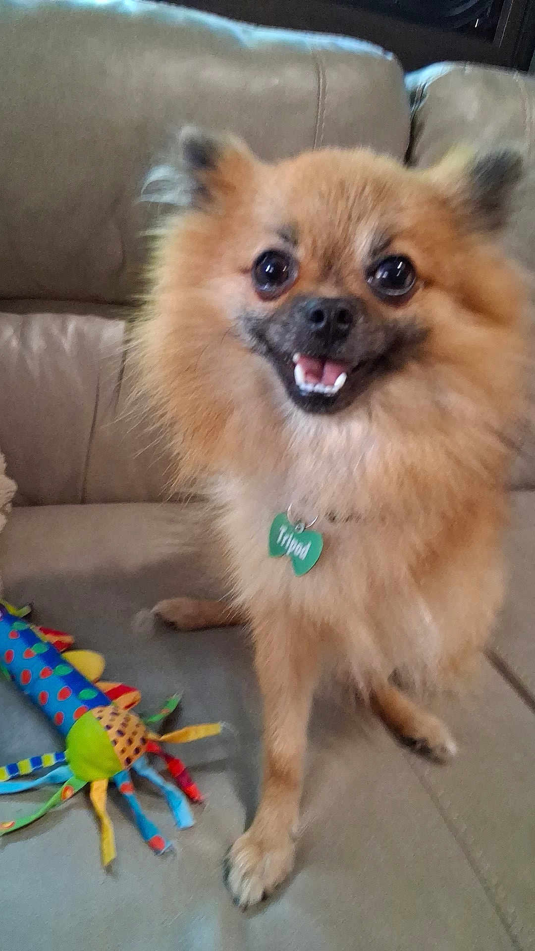 Tripod joined the competition — help win amazing prizes! animal, canine, collar, colorful, companion, couch, cute, dog, fluffy, fur, happy, indoor, living_room, pet, playful, pomeranian, small_dog, smiling, tag, toy