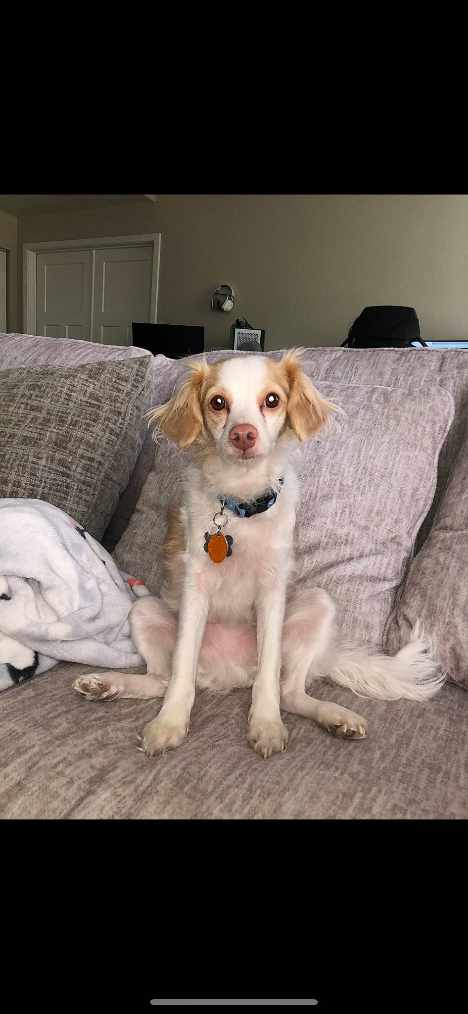 Bentley joined the competition — help win amazing prizes! carnivore, chair, comfort, companion_dog, couch, dog, dog_breed, dog_supply, door, fawn, flooring, fur, gun_dog, hardwood, linens, paw, snout, toy_dog, wood, working_animal