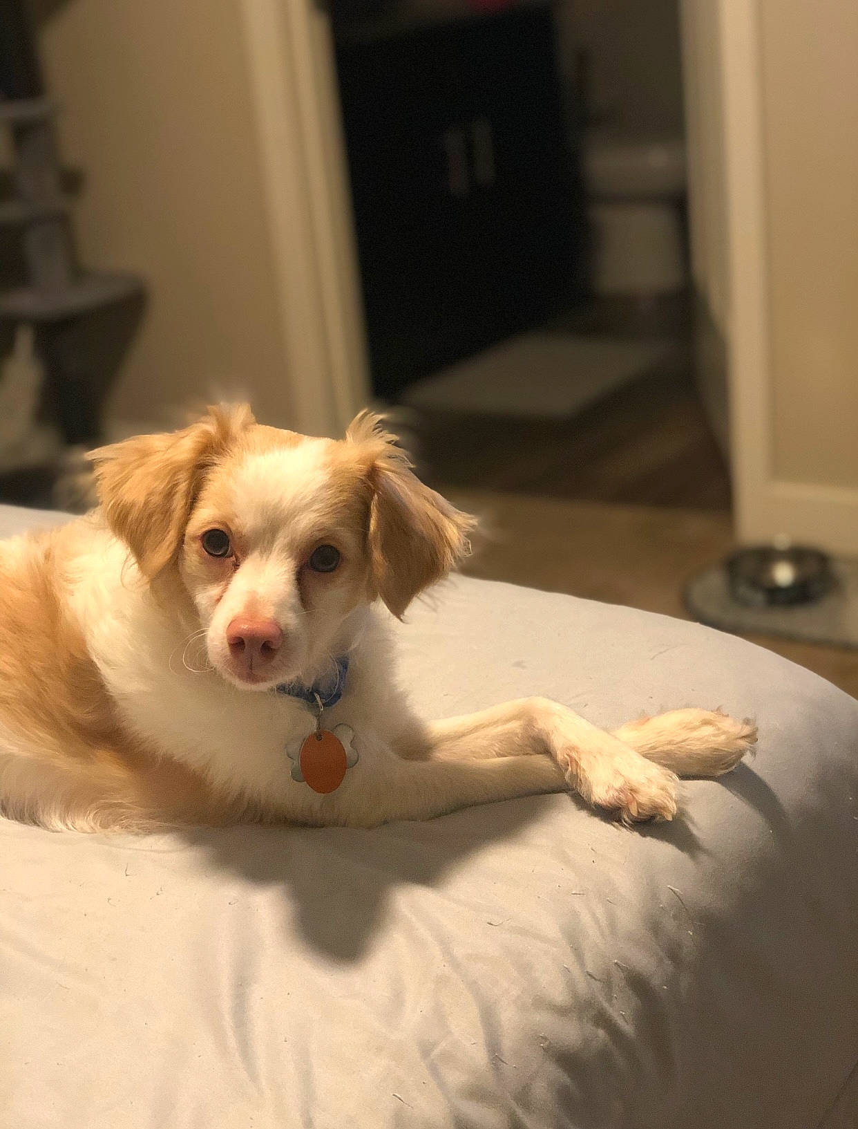 Bentley joined the competition — help win amazing prizes! canidae, carnivore, comfort, companion_dog, dog, dog_breed, dog_supply, fawn, fur, linens, liver, paw, puppy, snout, sporting_group, terrestrial_animal, terrier, toy_dog, whiskers, working_animal