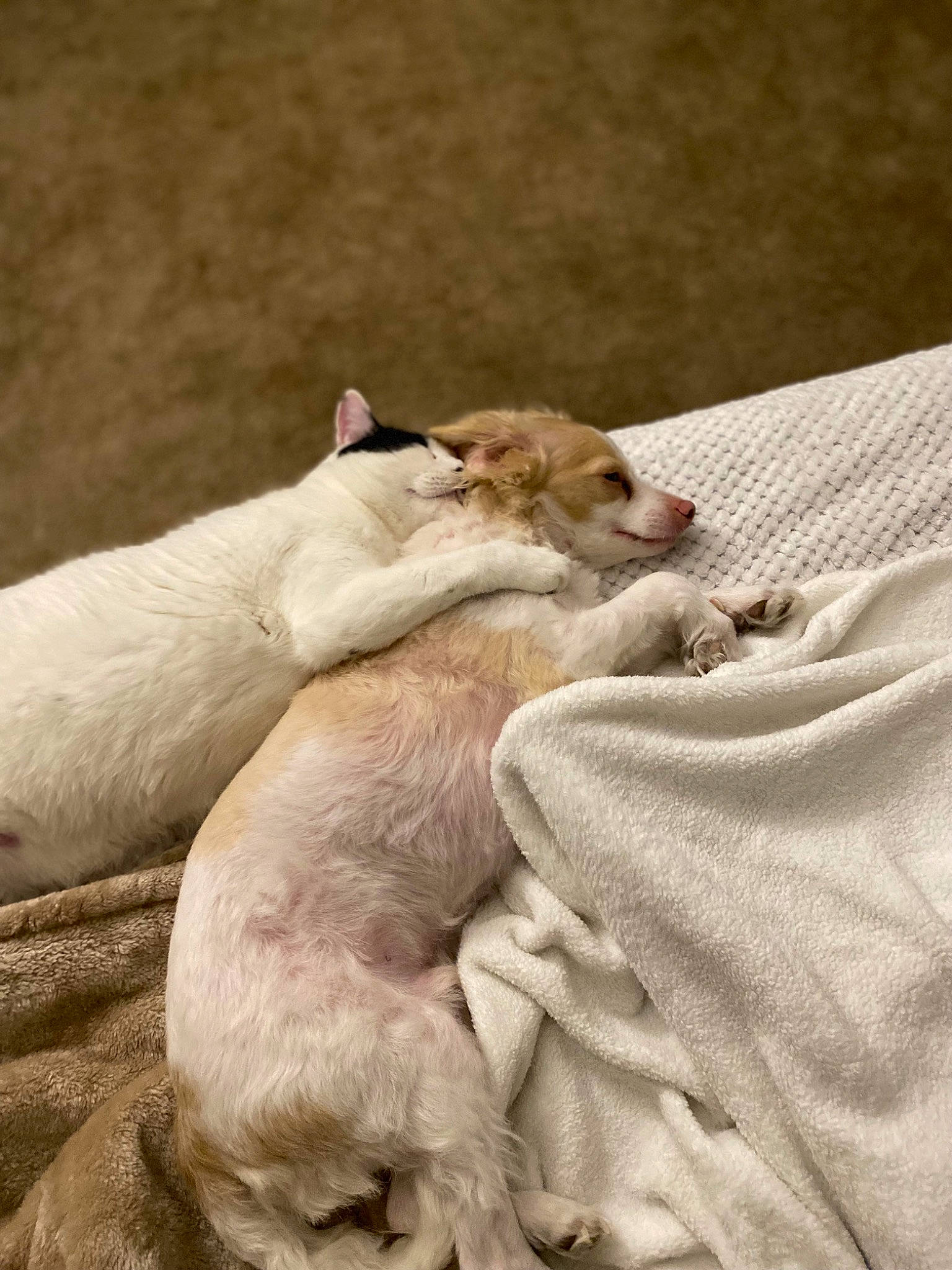 Bentley joined the competition — help win amazing prizes! bed, bed_sheet, bedding, carnivore, comfort, companion_dog, dog_breed, duvet, fawn, felidae, fur, grey, linens, paw, small_to_medium_sized_cats, sporting_group, tail, terrestrial_animal, whiskers, wood