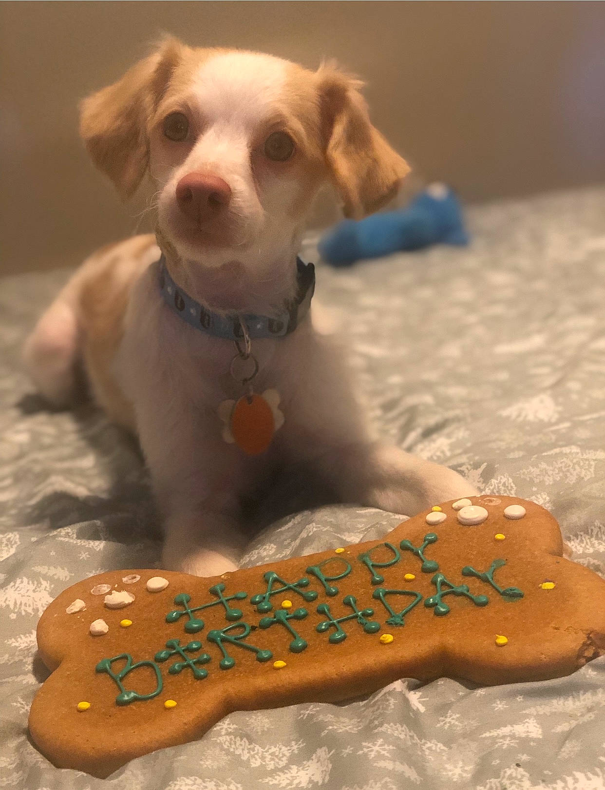 Bentley joined the competition — help win amazing prizes! canidae, carnivore, circle, companion_dog, dessert, dog, dog_breed, dog_collar, dog_supply, fawn, happy, icing, liver, pet_supply, retriever, sand, snout, sporting_group, whiskers, working_animal