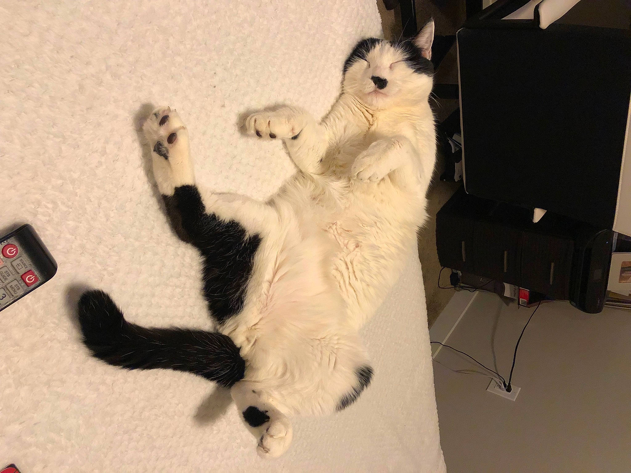 Bynx joined the competition — help win amazing prizes! canidae, carnivore, cat, comfort, companion_dog, dog_breed, domestic_short_haired_cat, felidae, fur, gadget, gesture, paw, polar_bear, small_to_medium_sized_cats, stuffed_toy, tail, toy, vertebrate, whiskers