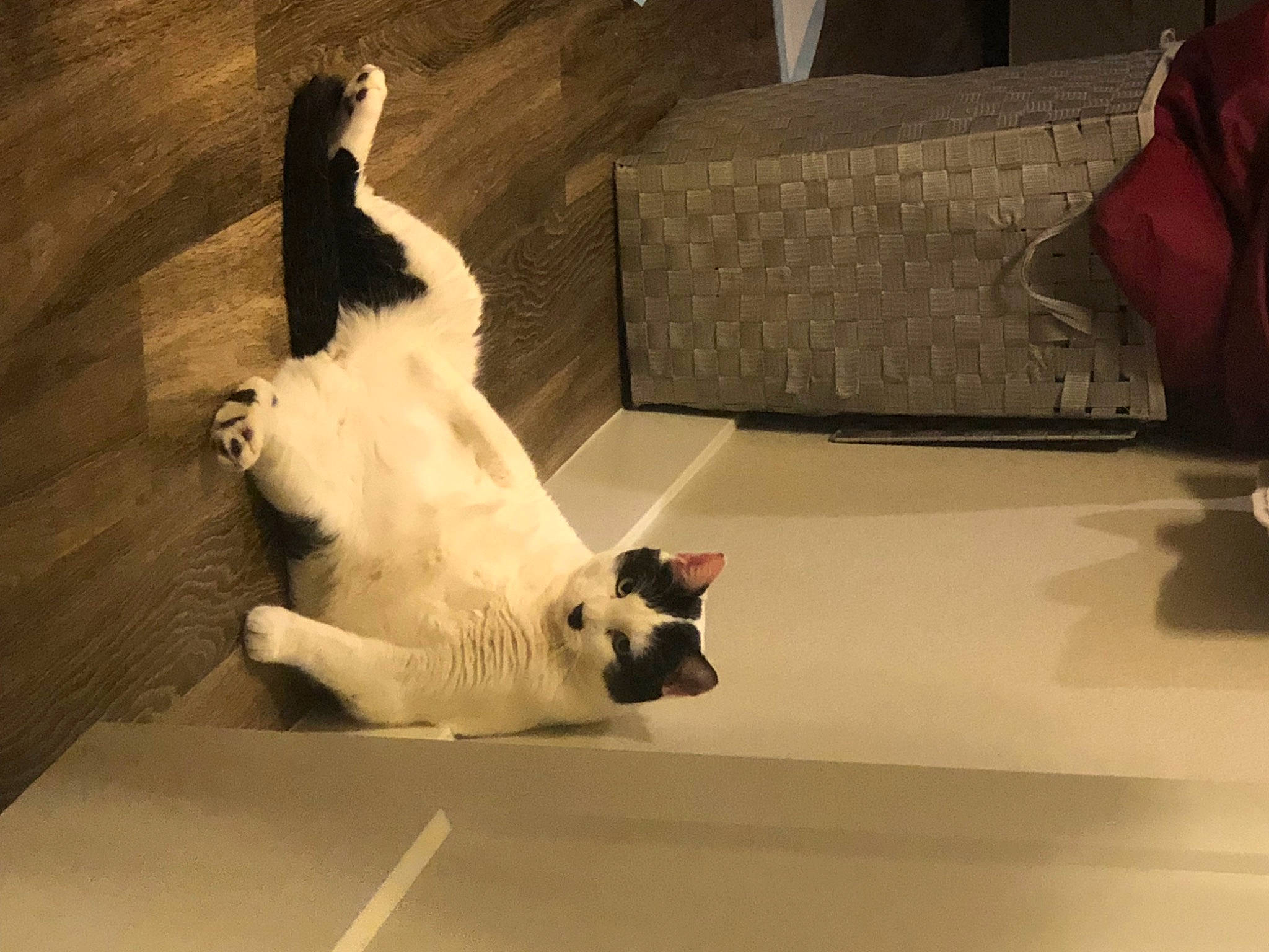 Bynx joined the competition — help win amazing prizes! carnivore, cat, comfort, companion_dog, dog_breed, domestic_short_haired_cat, fawn, felidae, floor, flooring, foot, fur, hardwood, paw, room, small_to_medium_sized_cats, snout, tail, whiskers, wood