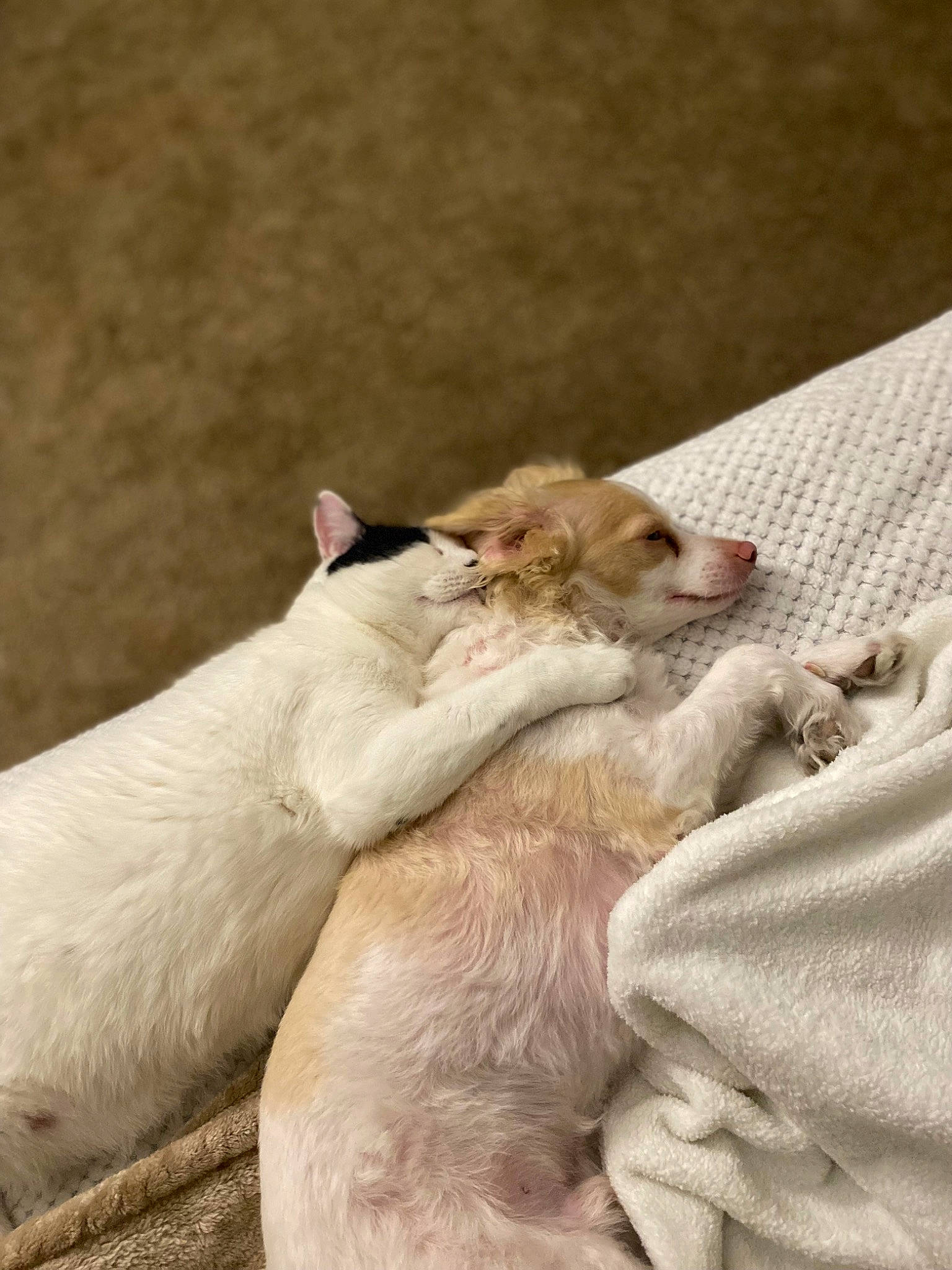 Bynx is registered to the contest to win money with this photo: canidae, carnivore, cat, comfort, companion_dog, dog_breed, duvet, fawn, felidae, fur, linens, nap, paw, small_to_medium_sized_cats, sporting_group, tail, terrestrial_animal, whiskers, wildlife, wood