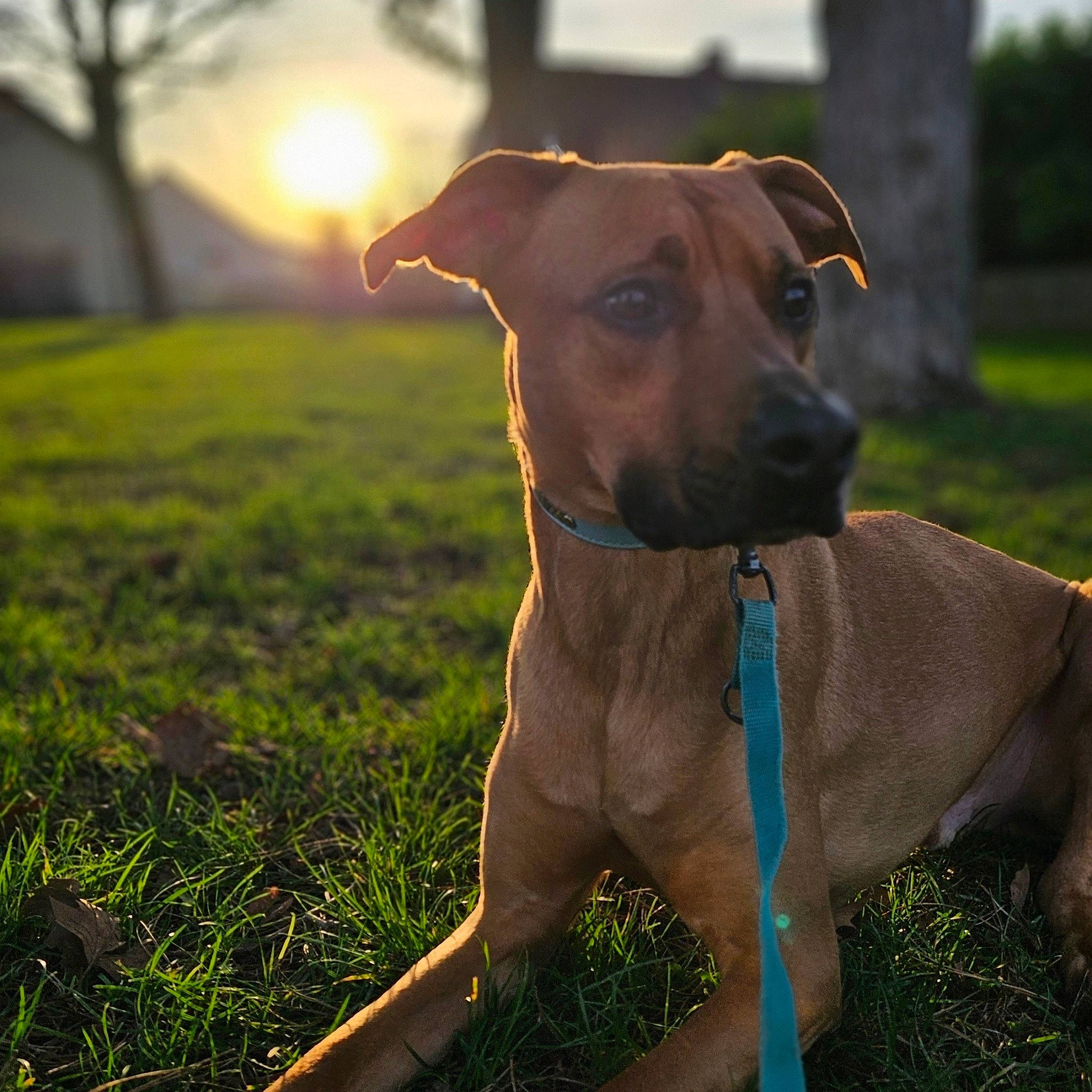 Scooby a rejoint le concours — aidez-le/la à gagner de superbes lots ! canidae, carnivore, collar, companion_dog, dog, dog_breed, dog_collar, dog_supply, fawn, grass, grassland, liver, pet_supply, plant, sky, snout, sporting_group, tree, whiskers, working_animal