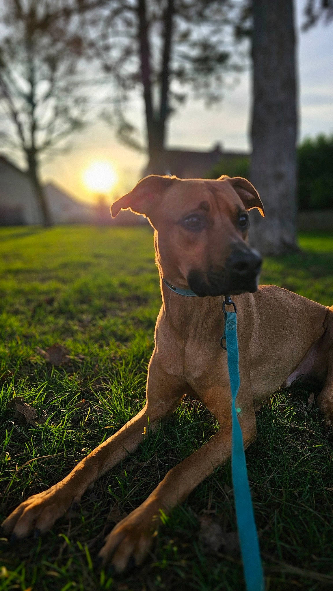 Scooby a rejoint le concours — aidez-le/la à gagner de superbes lots ! carnivore, collar, companion_dog, dog, dog_breed, dog_collar, dog_supply, fawn, grass, grassland, lens_flare, liver, pet_supply, plant, sighthound, sky, street_light, tree, whiskers, working_animal
