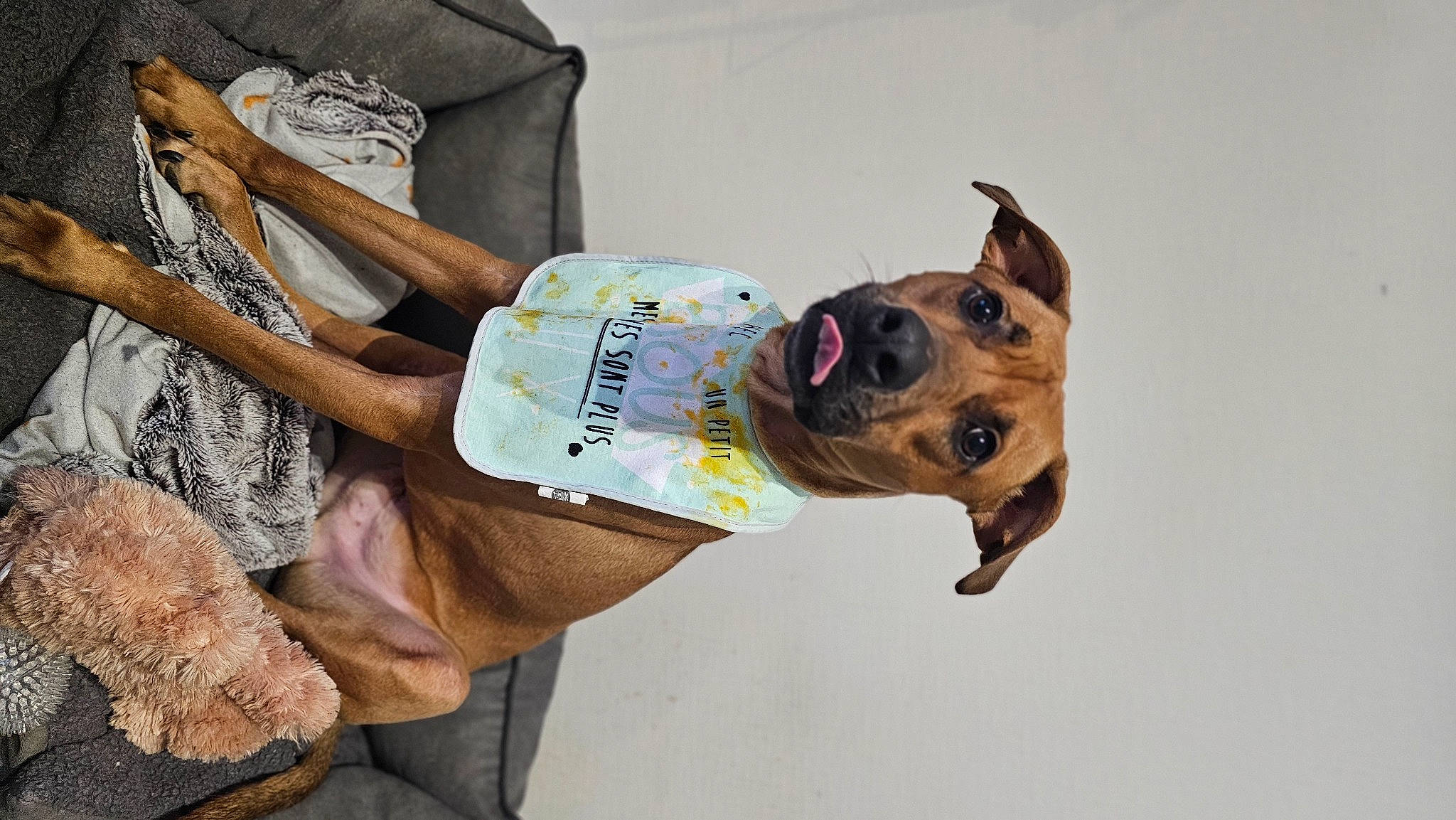 Scooby a rejoint le concours — aidez-le/la à gagner de superbes lots ! canidae, carnivore, collar, companion_dog, dog, dog_breed, dog_clothes, dog_collar, dog_supply, eyewear, fawn, fish, guard_dog, personal_protective_equipment, pet_supply, smile, snout, sporting_group, working_animal, working_dog