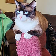 Grumps is registered to the contest to win money with this photo: cat, blue_eyes, feline, indoor, armchair, pink_furniture, living_room, cozy, home_decor, wall_art, paris_theme, pet, whiskers, cute, domestic_animal, fur, resting, curious, four_paws, seated