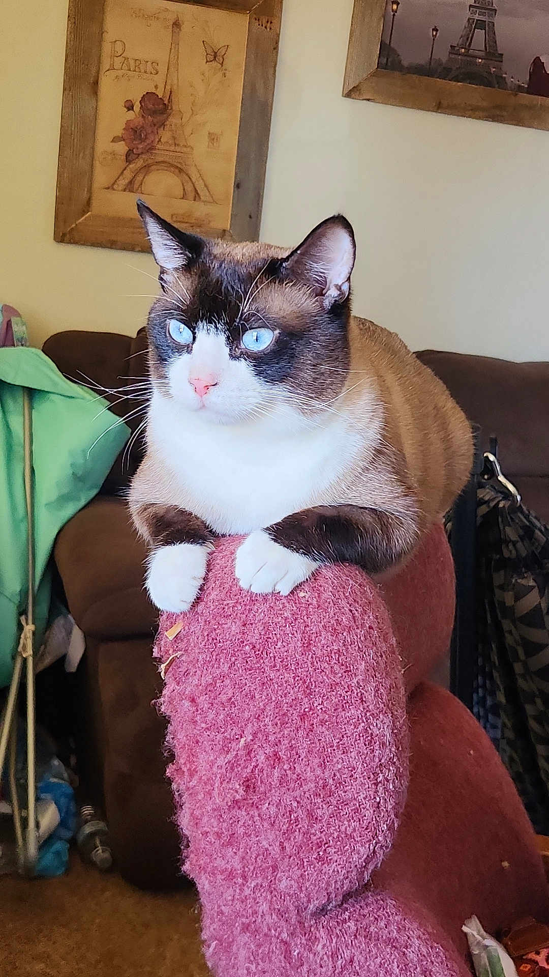 Grumps is registered to the contest to win money with this photo: cat, blue_eyes, feline, indoor, armchair, pink_furniture, living_room, cozy, home_decor, wall_art, paris_theme, pet, whiskers, cute, domestic_animal, fur, resting, curious, four_paws, seated
