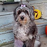 dog, curly_fur, purple_bow, purple_dye, paw, sitting, wooden_porch, painted_wood, pumpkin, carved_pumpkin, outdoor, pet, cute, small_dog, fluffy, fall, seasonal, animal, front_porch, decor