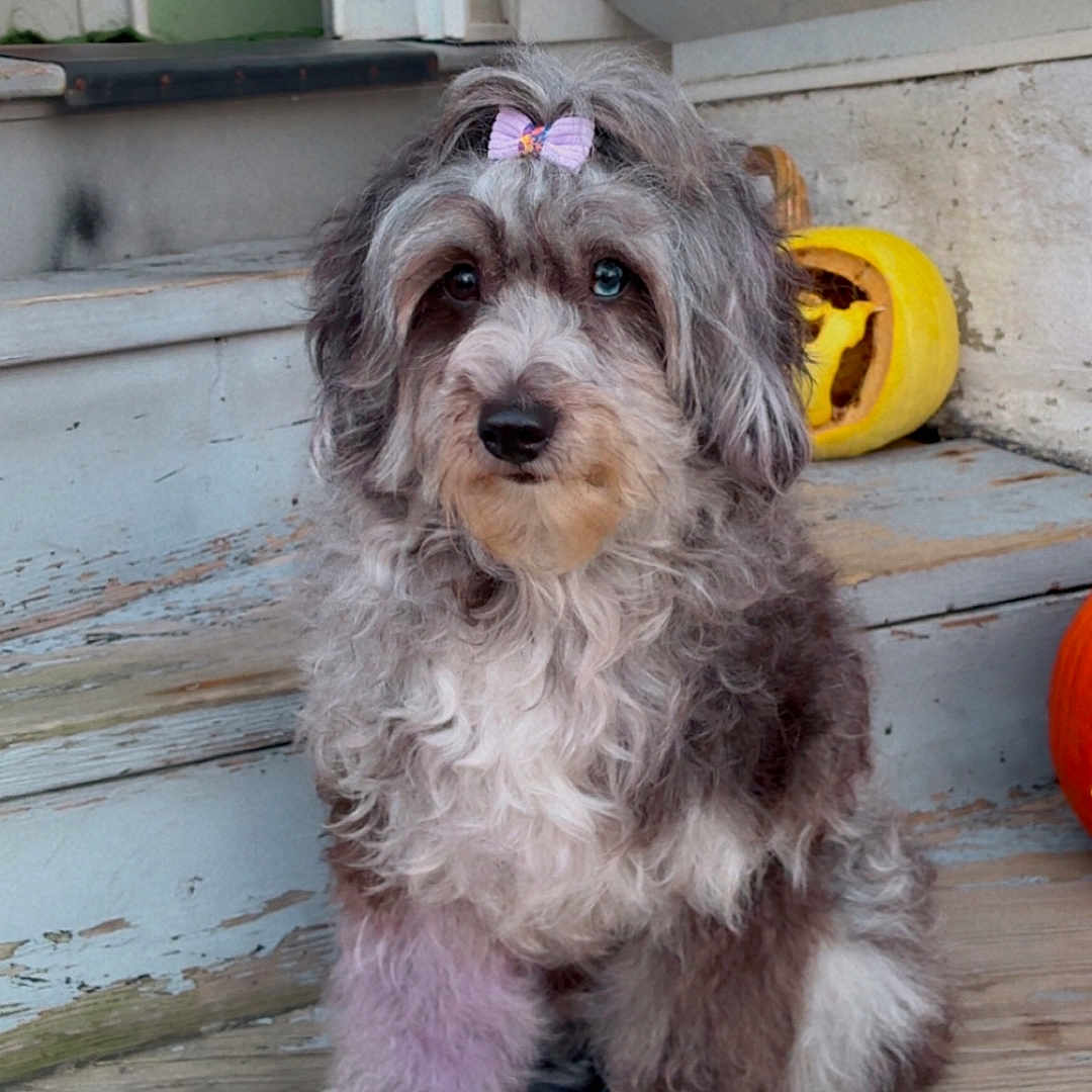 Roxie