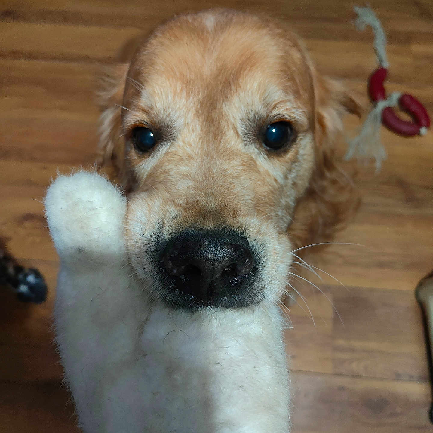 Marley a rejoint le concours — aidez-le/la à gagner de superbes lots ! animal, canine, cockerspaniel, dog, goldenretriever, hardwood, hound, labradorretriever, papillon, person, pet, plywood, poodle, puppy, terrier, wood