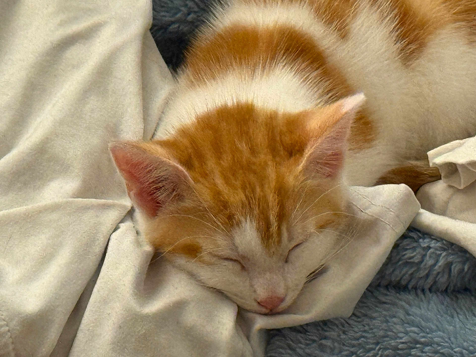Aska a rejoint le concours — aidez-le/la à gagner de superbes lots ! kitten, cat, sleeping, orange_and_white, fur, blanket, soft_texture, closeup, pet, domestic_animal, cute, resting, cozy, indoor, animal_face, whiskers, ears, nap, feline, peaceful
