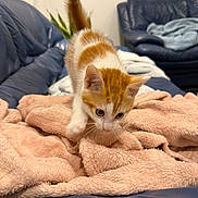 Aska participe au concours pour gagner de l'argent avec cette photo : kitten, cat, orange_and_white, blanket, blue_couch, indoor, pet, fur, curious, playful, young, animal, soft_texture, furniture, home, cozy, whiskers, tail, paws, cute