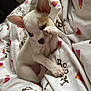 Una a rejoint le concours — aidez-le/la à gagner de superbes lots ! animal, bed, bedroom, blanket, bulldog, canine, cat, chihuahua, dog, frenchbulldog, furniture, homedecor, hound, indoors, kitten, linen, pet, puppy, quilt, room