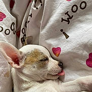 Una a rejoint le concours — aidez-le/la à gagner de superbes lots ! animal, bed, blanket, bulldog, canine, chihuahua, dog, face, furniture, head, hound, person, pet, photography, portrait, puppy, quilt, sleeping, text, whitedog