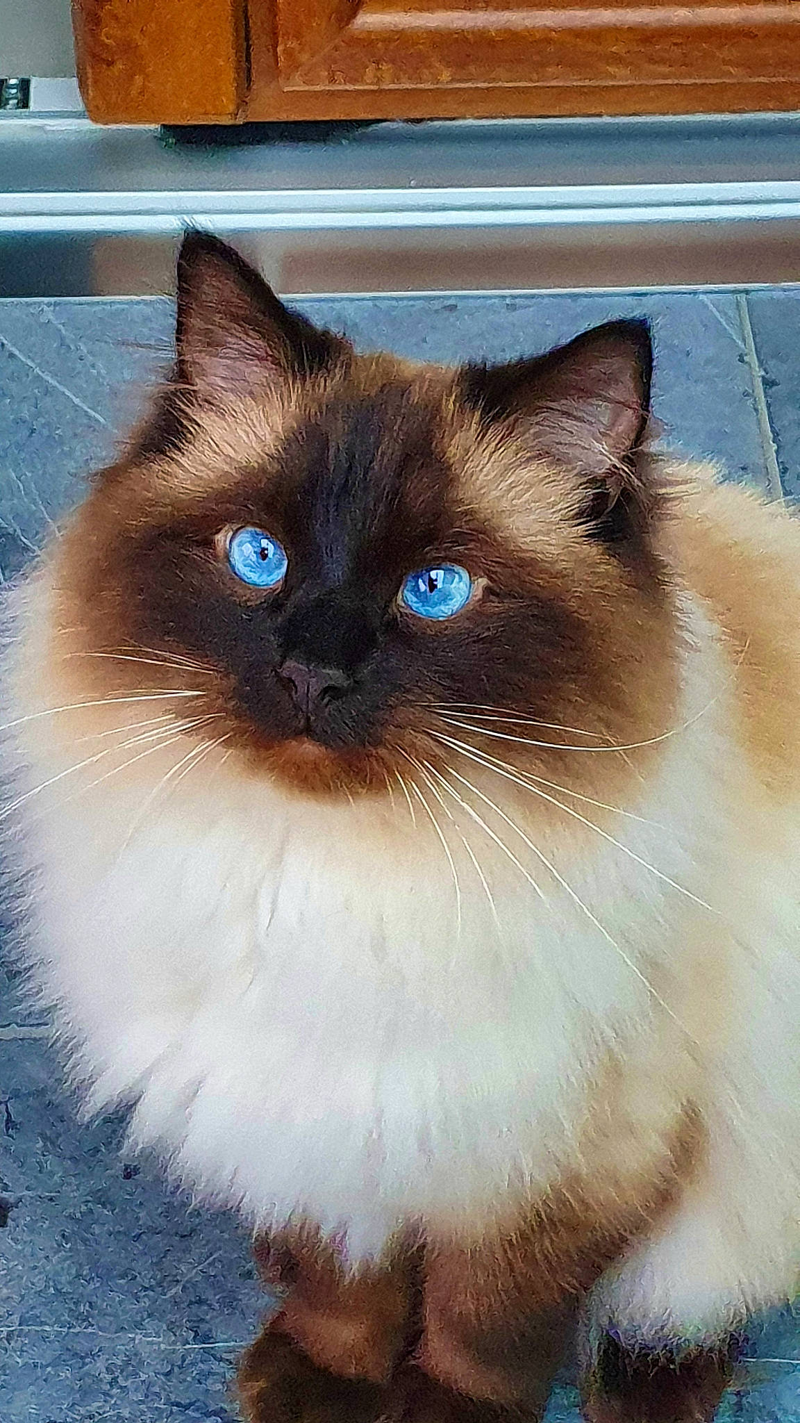 Papyrus a rejoint le concours — aidez-le/la à gagner de superbes lots ! balinese, birman, carnivore, cat, close_up, electric_blue, fawn, felidae, flooring, fur, iris, siamese, small_to_medium_sized_cats, snout, terrestrial_animal, thai, whiskers