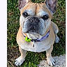 animal, close_up, collar, cute, dog, ears, face, french_bulldog, grass, looking_up, messaging_app, nature, outdoor, paw, pet, photo_message, portrait, smartphone_screen, stone, text_input