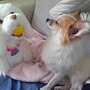 Guismo participe au concours pour gagner de l'argent avec cette photo :