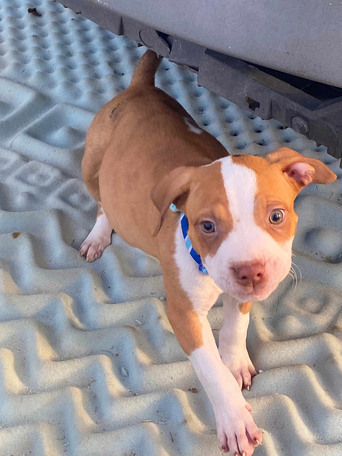 Messiah joined the competition — help win amazing prizes! puppy, dog, brown, white, collar, pet, young, animal, cute, fur, outdoor, texture, paw, face, ears, nose, walking, curious, playful, closeup